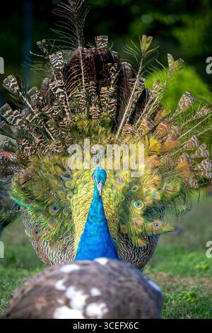 Vue avant du paon majestueux avec plumes de queue irisées entièrement ventilées. Perle indienne, plumage bleu éclatant, portrait de la faune, exposition d'oiseaux Banque D'Images