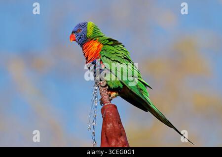 Un lorikeet arc-en-ciel coloré (Trichoglossus moluccanus) perché sur une fontaine de jardin, Australie méridionale Banque D'Images