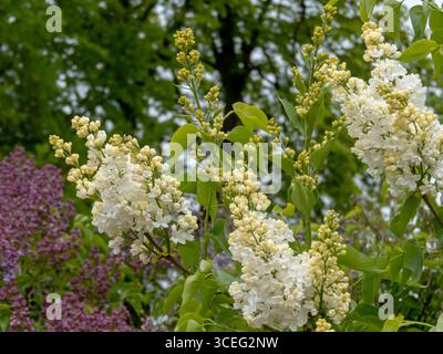 Branches de jardin de lilas blanc avec de grandes fleurs simples, de larges pétales aux pointes courbées, floraison de bourgeons jaunâtres sur Syringa vulgaris Banque D'Images