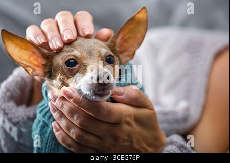 Femme tient doucement son petit terrier de jouet russe, petit chien se sent en sécurité dans les bras des propriétaires, concept d'amitié, de confiance et de tendresse entre l'homme et Banque D'Images