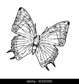 Papillon gracieux avec des ailes, croquis noir et blanc. Illustration vectorielle. Silhouette d'un insecte d'été, isolé sur un fond blanc. Le thème o Illustration de Vecteur