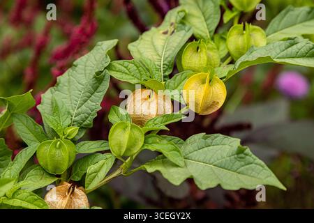 Un gros plan de Nicandra physalodes, également connu sous le nom de pomme-du-Pérou, un jour d'été Banque D'Images