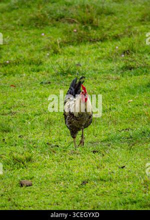 Un coq vibrant marchant sur l'herbe verte à Putumayo, en Colombie, mettant en valeur la vie rurale et la nature. Banque D'Images