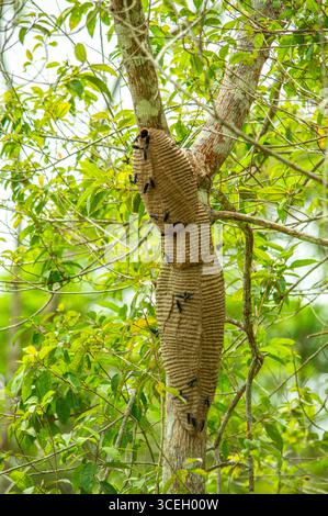 Une vue détaillée d'un nid de termites sur un arbre à Putumayo, Colombie, entouré d'un feuillage vert luxuriant. Banque D'Images