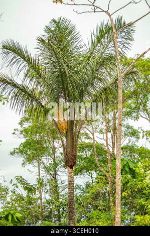 Un palmier vibrant se dresse au milieu de la verdure luxuriante de Putumayo, en Colombie, mettant en valeur la riche biodiversité de la région. Banque D'Images