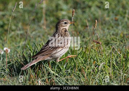 MEADOW PIPIT marchant dans l'herbe, Royaume-Uni. Banque D'Images