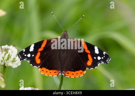 RED ADMIRAL (Vanessa atlanta) sur trèfle, Royaume-Uni. Banque D'Images