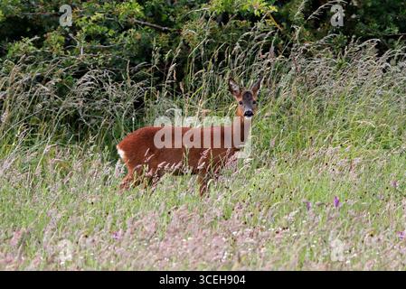 CERF RODÉ (Capreolus capreolus) jeune buck avec ses premiers bois, Royaume-Uni. Banque D'Images