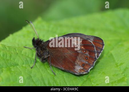 Scotch Argus Erebia aethiops mâle sous-aile à Smardale Gill nature Reserve, Newbiggin by Lune, Cumbria, Royaume-Uni Banque D'Images