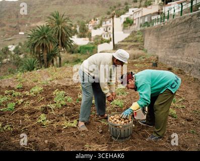 Un vieux couple ramassant des pommes de terre dans un petit jardin sur l'île de la Gomera. La Gomera est la deuxième plus petite île des îles Canaries dans le A. Banque D'Images