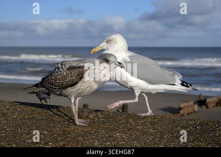Goéland argenté, Larus argentatus, premier oiseau d'hiver mendiant de l'oiseau parent Norfolk Banque D'Images
