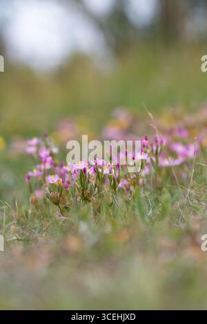 Centaurée Centaurium erythraea commune, Banque D'Images