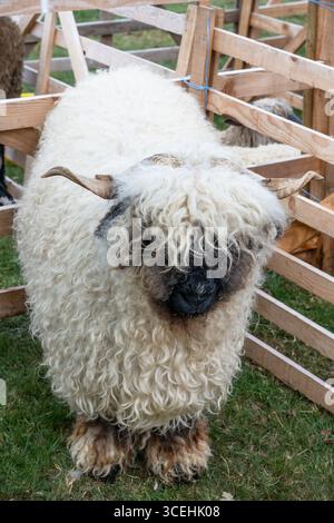 Mouton à nez noir du Valais Banque D'Images