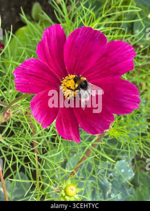 Bourdon à queue championne (Bombus lucorum), qui cherche du nectar et du pollen sur une fleur de Cosmos bipinnatus. Banque D'Images