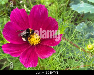 Bourdon à queue championne (Bombus lucorum), qui cherche du nectar et du pollen sur une fleur de Cosmos bipinnatus. Banque D'Images