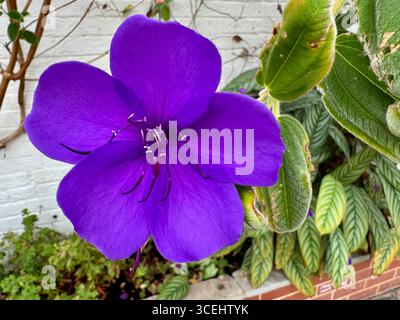 Une magnifique fleur de princesse violette, également connue sous le nom de Glory Bush ou Pleroma urvilleanum (anciennement Tibouchina urvilleana) Banque D'Images