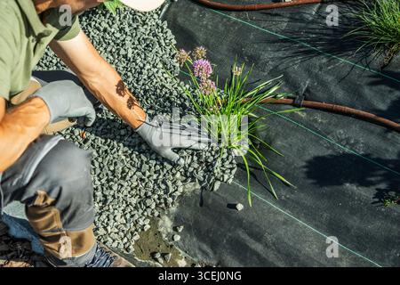 Un jardinier travaille sur un lit de jardin, plantant de l'herbe parmi des pierres décoratives. Le système d'irrigation goutte à goutte est visible. Banque D'Images