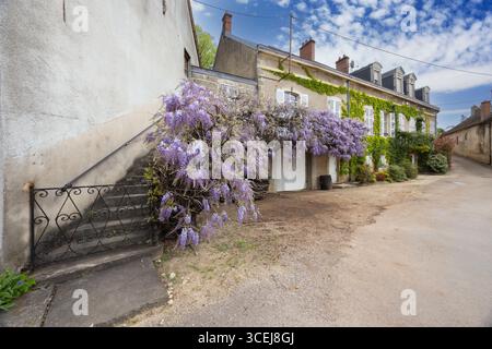 De belles fleurs de wisteria fleurissent sur une façade de bâtiment à Bouze les Beaune, Bourgogne, France, créant une scène charmante et colorée Banque D'Images