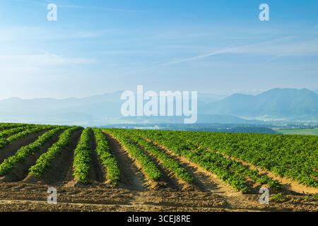 Plants de pommes de terre poussant en rangées dans un champ près de Veterna Poruba, Slovaquie, avec des montagnes au loin Banque D'Images