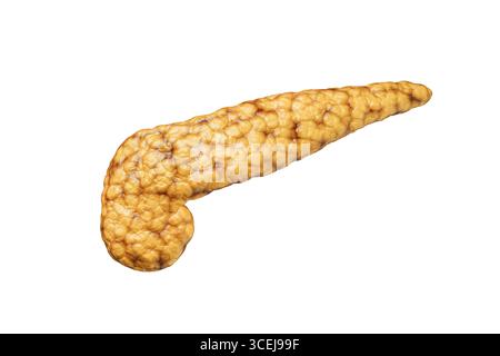 Vue antérieure du pancréas humain isolée sur fond blanc avec illustration de rendu 3D. Organe de l'appareil digestif anatomie, médicale, s. Banque D'Images