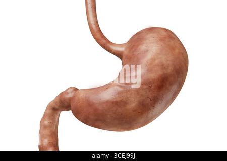 Vue antérieure de l'estomac humain isolée sur fond blanc avec illustration de rendu 3D de l'espace de copie. Organe de l'appareil digestif anatomie, médicale, SC Banque D'Images
