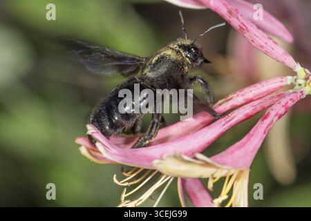 Une abeille menuisière violette (Xylopa violacea) est assise sur une fleur de chèvrefeuille (Lonicera) et recueille le nectar en gros plan, Bade-Wuertemberg, Allemagne Banque D'Images