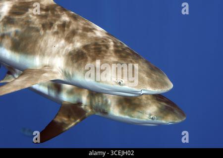 Gros plan de la tête avant corps avant corps de la paire de requins gris de récif (Carcharhinus amblyrhynchos) deux requins gris de récif nagent près de la surface de la mer en b Banque D'Images