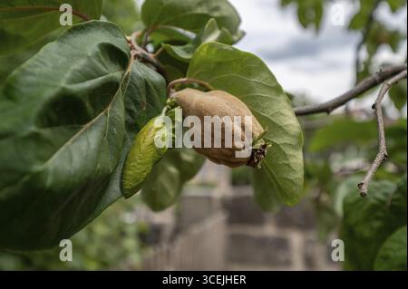 Coing de poire non mûr (Cydonia oblonga Bereczki) sur l'arbre, Bavière, Allemagne Banque D'Images