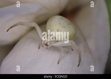 Photographie macro extrême d'une araignée crabe femelle (Misumena vatia) sur un pétale de fleur blanche. Capturé à l'aide de la superposition de mise au point avec un Canon RF 100 Banque D'Images