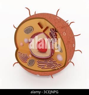 Cellule animale isolée sur fond blanc. Illustration 3D. Banque D'Images