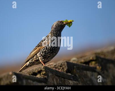 Starling commun, Sturnus vulgaris, avec du matériel de nid dans son bec avant d'entrer dans le trou de nid dans le toit, Queen's Park, Londres, Royaume-Uni Banque D'Images