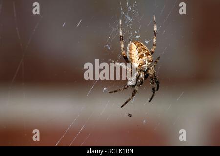 Gros plan d'une araignée de jardin britannique sur sa toile en attente de nourriture effrayante Banque D'Images
