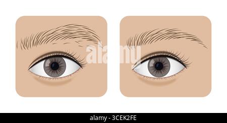 Procédure d'arrachage des sourcils mettant en évidence la transformation des sourcils naturels en sourcils savamment stylisés, mettant en valeur la différence significative achie Illustration de Vecteur