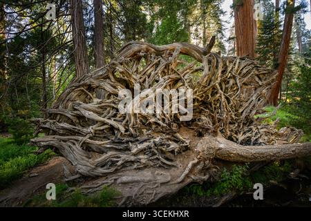 Les magnifiques séquoias géants de la forêt nationale de séquoia en Californie. Banque D'Images