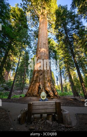 Les magnifiques séquoias géants de la forêt nationale de séquoia en Californie. Banque D'Images