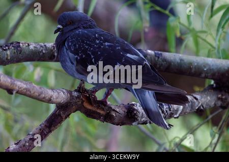 Pigeon avec des plumes bleu-gris debout dans un endroit sombre sur un tronc d'arbre Banque D'Images