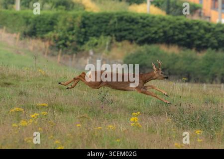 Chevreuil mâle (buck, Capreolus capreolus) uk courant à travers un champ. Également connu sous le nom de roche, roche occidentale, roebuck). Banque D'Images