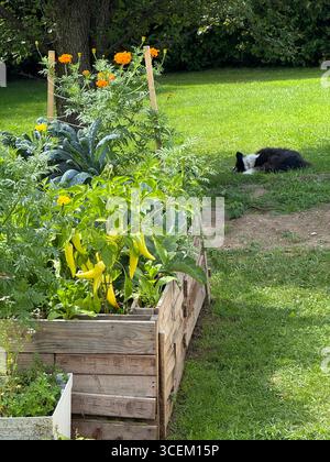 Un jardin surélevé fait de palettes libres avec un chien dormant en arrière-plan. Banque D'Images