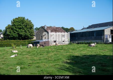 Pâturage des vaches et des agrafes dans la campagne wallonne à Vesqueville Saint Hubert, Belgique 10 août 2025 Banque D'Images