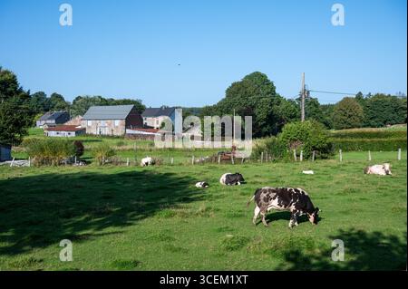 Pâturage des vaches et des agrafes dans la campagne wallonne à Vesqueville Saint Hubert, Belgique 10 août 2025 Banque D'Images
