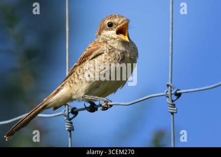 Shrike juvénile à dos rouge assis sur une clôture. Crevette à dos rouge, Lanius collurio, jeune oiseau Banque D'Images