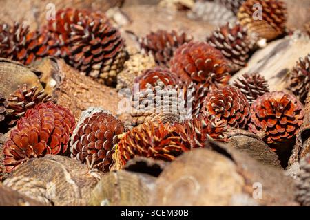 Des cônes de pin sur des bûches de bois hachées se rapprochent Banque D'Images