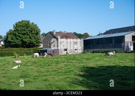 Pâturage des vaches et des agrafes dans la campagne wallonne à Vesqueville Saint Hubert, Belgique 10 août 2025 Banque D'Images