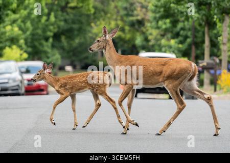 Le cerf de Virginie et le cerf de Virginie (Odocoileus virginianus) fauve traversent la rue dans un quartier de banlieue Banque D'Images