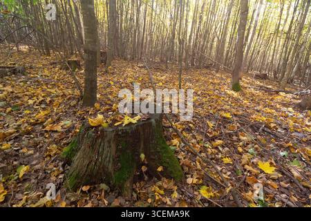 Scène de forêt d'automne avec un arbre en bois et lumière douce du soleil en arrière-plan. Nature Banque D'Images