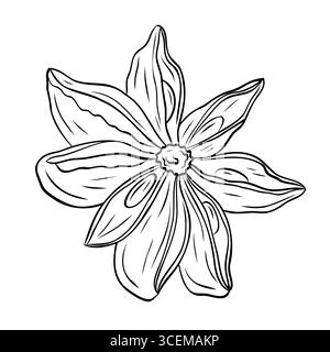 Dessin d'épices parfumées botaniques monochromes d'anis étoilé isolé sur fond blanc. Vecteur d'encre graphique dessiné à la main Illustration de Vecteur