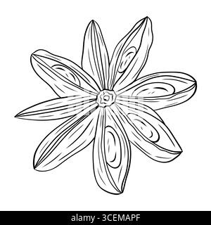 Dessin d'épices parfumées botaniques monochromes d'anis étoilé isolé sur fond blanc. Vecteur d'encre graphique dessiné à la main Illustration de Vecteur