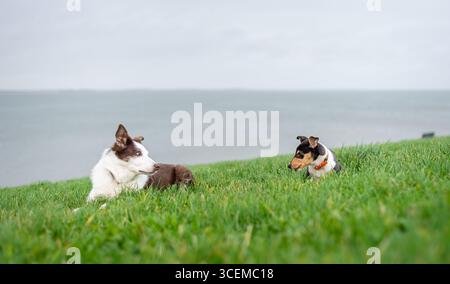 Senior border collie et un chiot collie lisse couché dans l'herbe au bord de la mer Banque D'Images