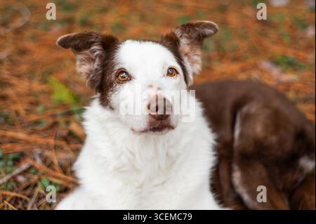 Séance photo commémorative du Border Collie vieux de 15 ans Banque D'Images