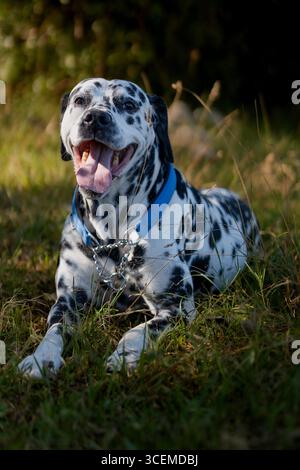 Chien dalmate assis sur l'herbe verte à l'extérieur Banque D'Images